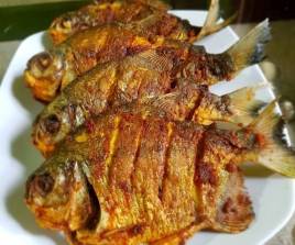 Ikan Bawal Hitam